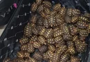 PRF flagra 600 filhotes de jabutis dentro de malas em ônibus interestadual