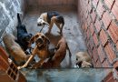 Homem é preso em Feira de Santana suspeito de maus-tratos e eutanásia irregular de cães